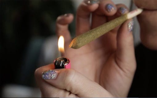 Ganja Gold Tarantula