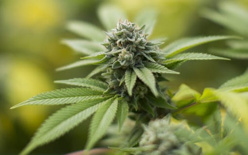 gorilla glue marijuana strain