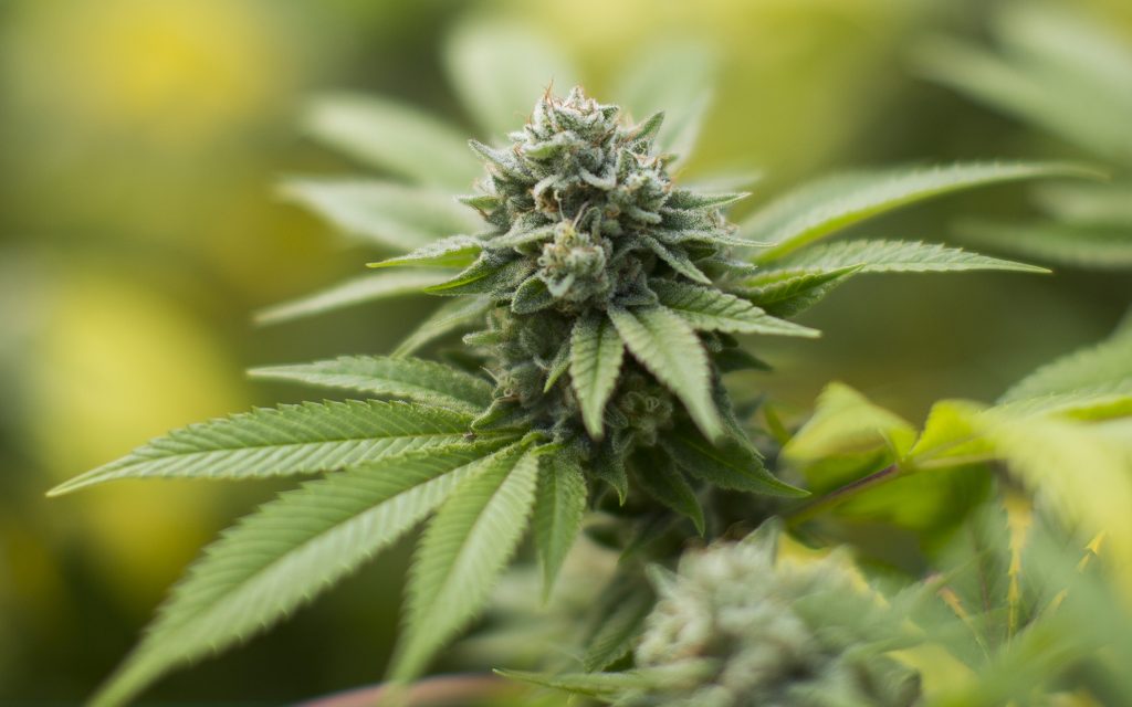 Gorilla glue marijuana strain