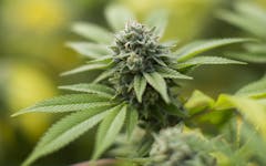 gorilla glue marijuana strain