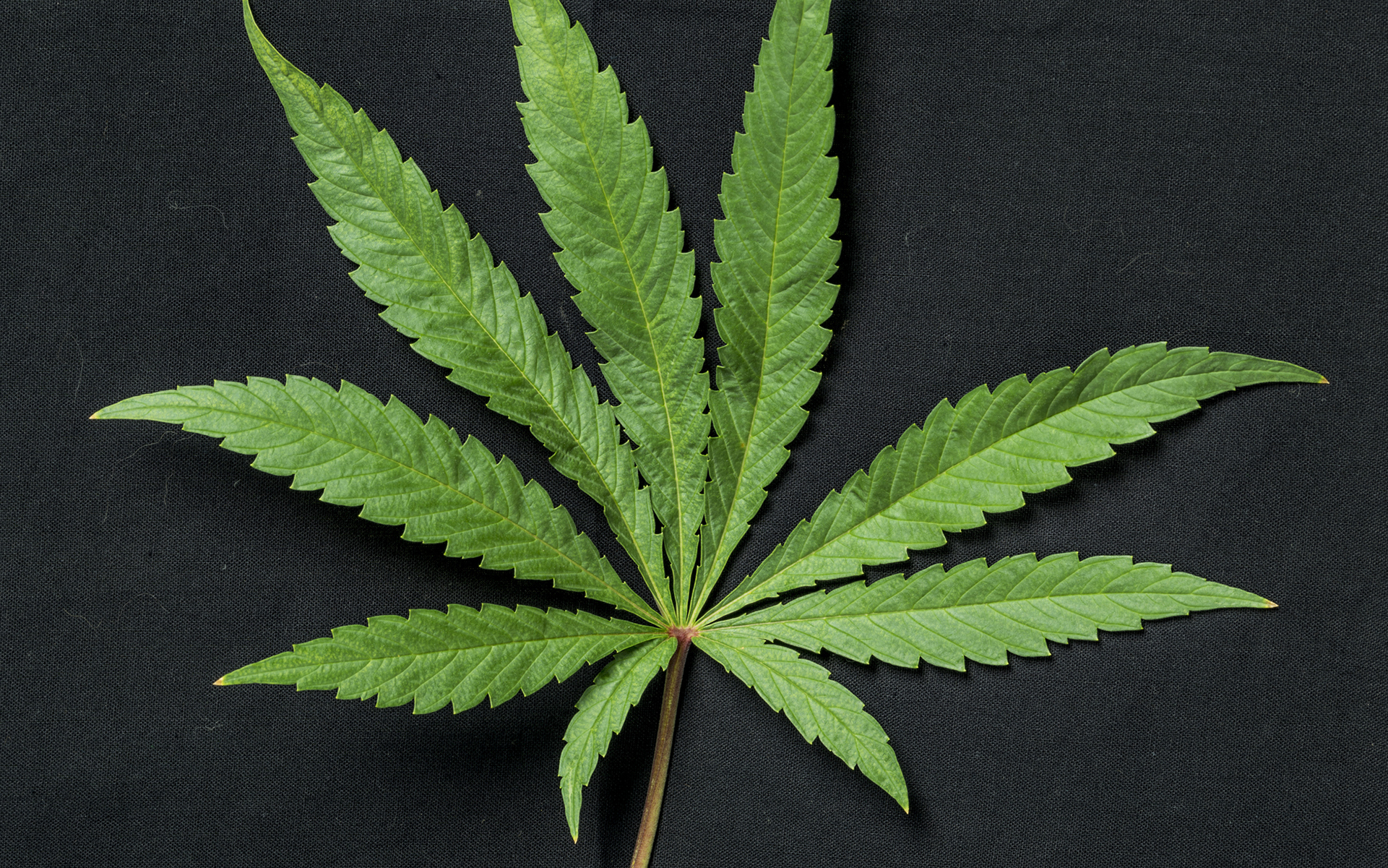 What are cannabis leaves? | Cannabis Glossary | Leafly