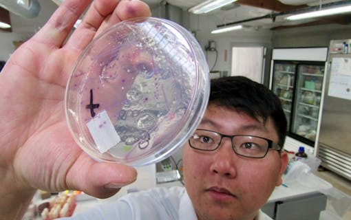 Regulators try to balance product safety with industry viability in New York. Above, a lab tech in California inspects an agar plate for mold in 2018. (David Downs/Leafly file photo)