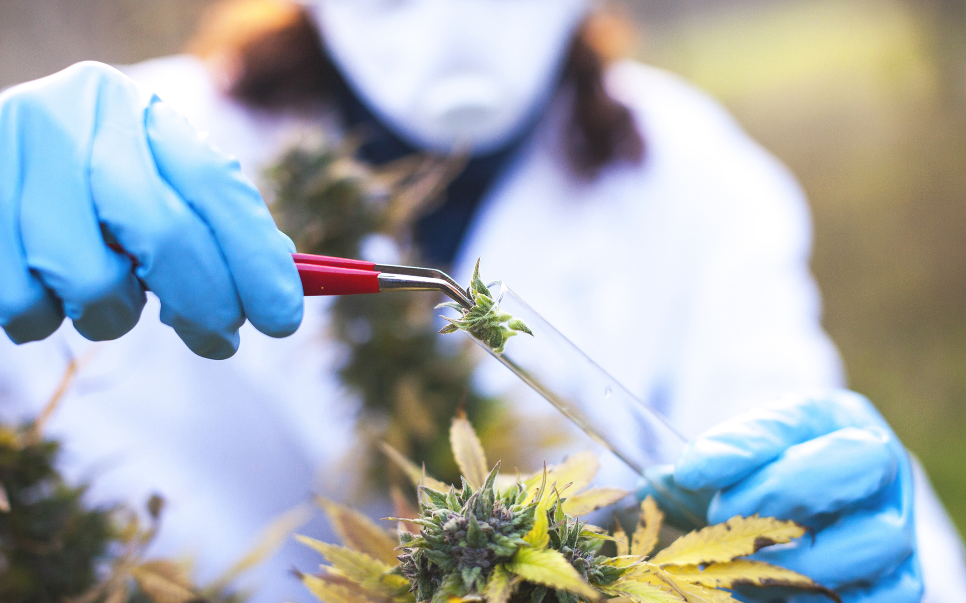 The Latest In Medical Cannabis Research: Summer 2018 | Leafly