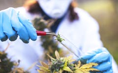 covid19, marijuana research