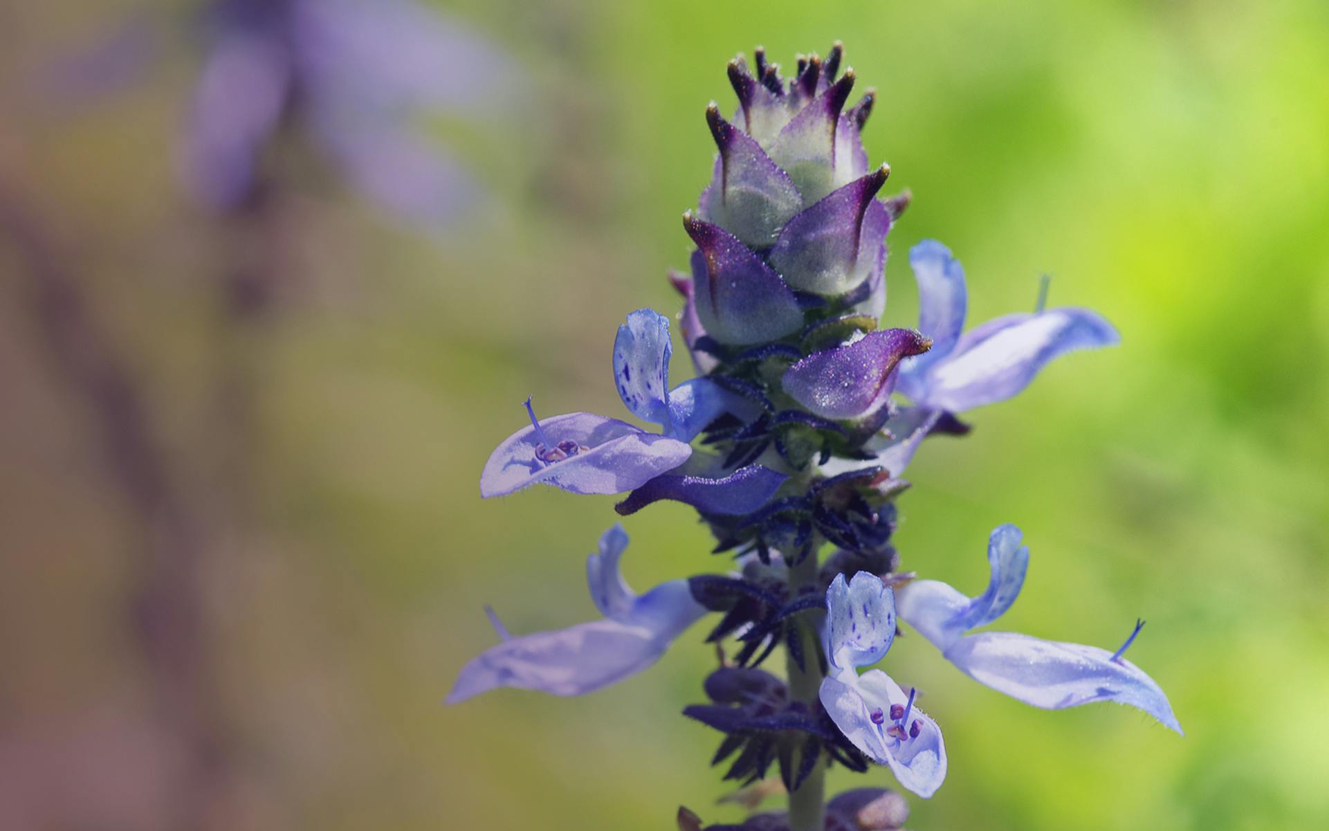 This Israeli Flower Smells Like Cannabis Leafly