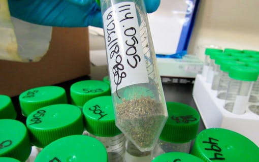 A ground cannabis sample is prepared for analysis at EVIO Labs in Berkeley, Calif. (Photo David Downs | Leafly)