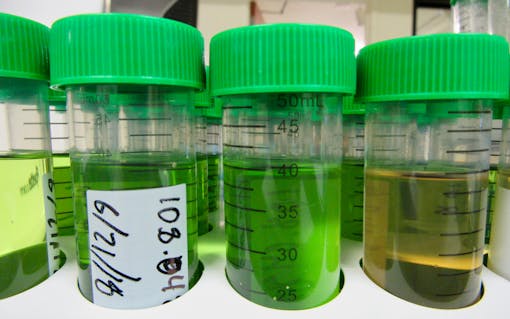 Cannabis samples, above generate lab data. Sequoia labs in Sacramento falsified reports on 700 batches this year. (Photo: David Downs | Leafly)