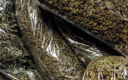 Heylo's cannabis extraction process: clean green and terpene rich weed flowers