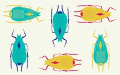 the curious case of the cannabis aphid header