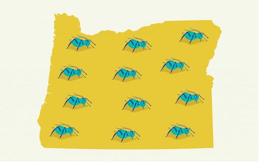 cannabis aphid oregon