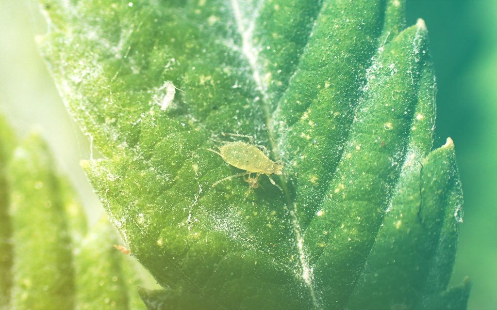 The Curious Case of the Cannabis Aphid Leafly