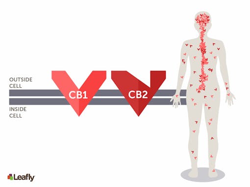 beta-caryophyllene marijuana strains for pain: CB1 & CB2 receptors