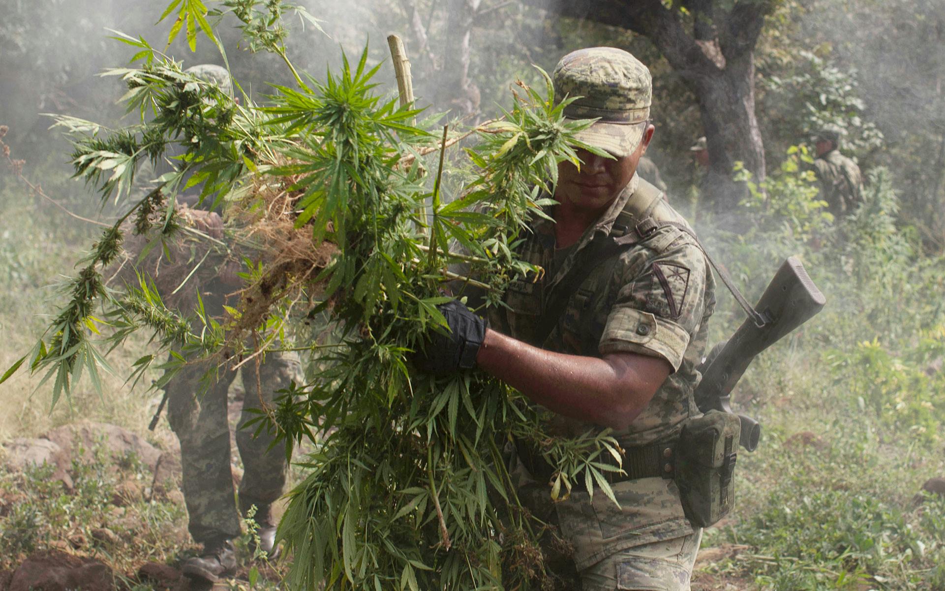 Violent Cartels Threaten Mexican Cannabis Law Reform image