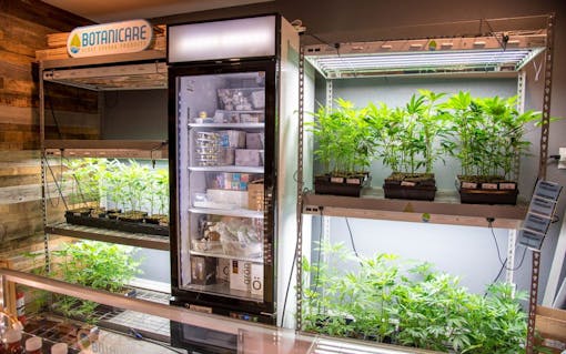 Marijuana clones for sale in Oregon: Archive Portland