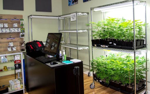 Marijuana clones for sale in Oregon: Kind Heart Collective Portland