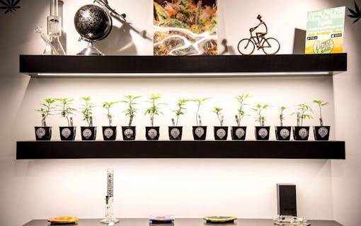 Marijuana clones for sale in Oregon: The New Amsterdam Portland