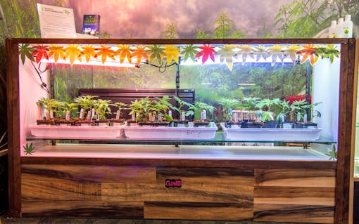 Marijuana clones for sale in Oregon: Maritime Cafe Gladstone