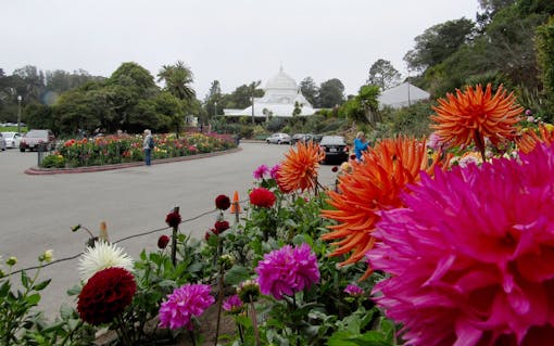 The greenhouses are always warm and inviting, no matter how foggy the City gets. (Photo David Downs / Leafly)
