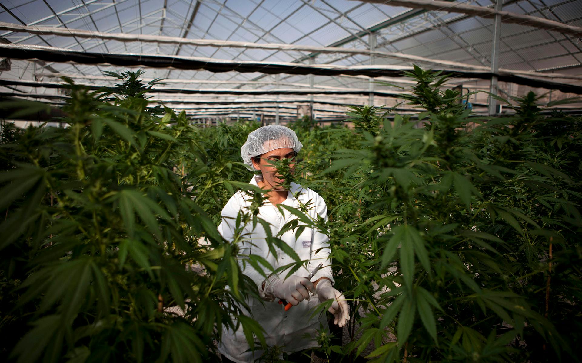 Study: CBD Improved Condition in 80% of Children With Autism image