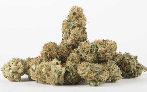 541 Kush offers flavors of berry, menthol, and earthiness that blend into a complex mouthful of smooth smoke.