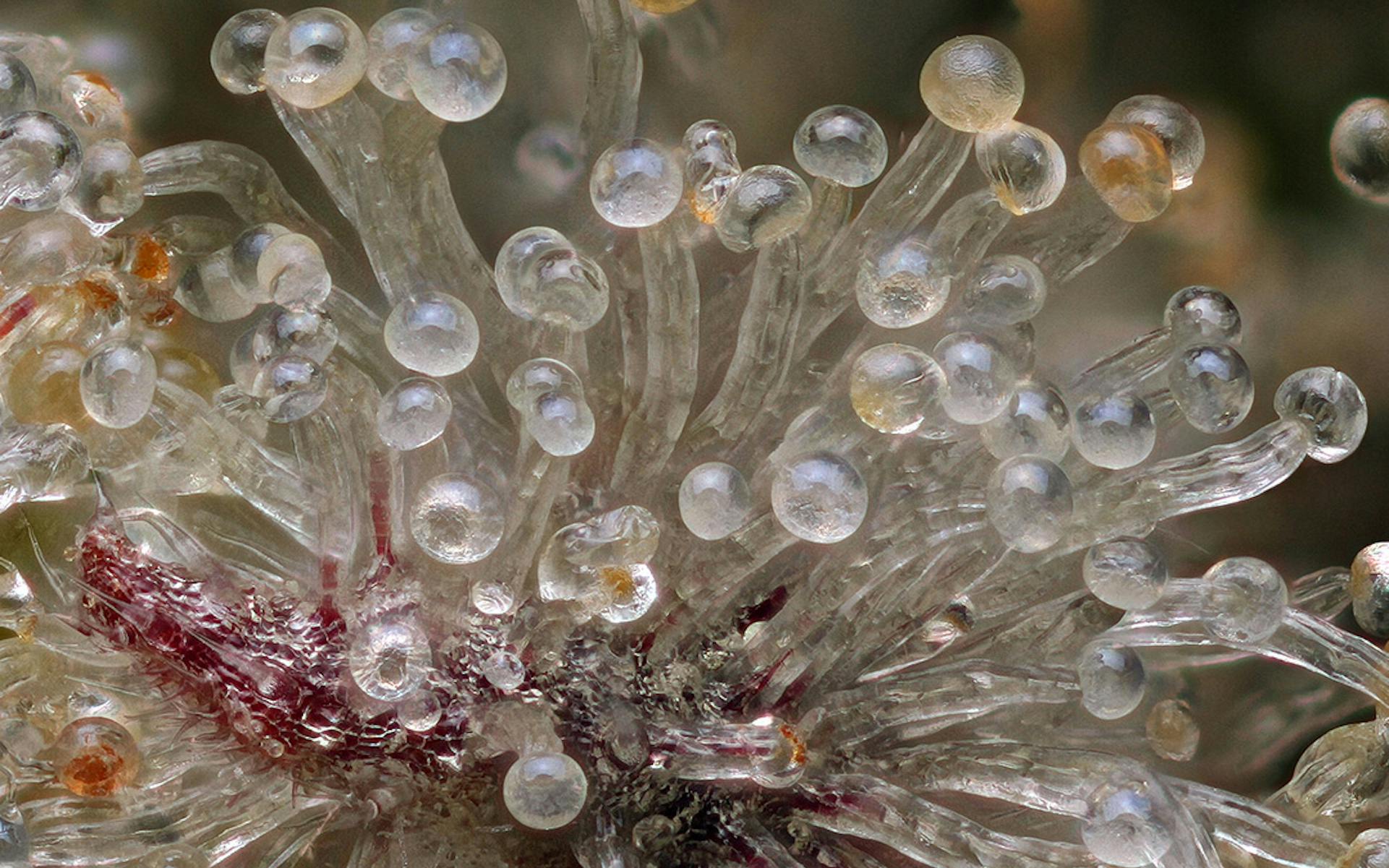 Where to Find California's Most Elite Cannabis Strains image