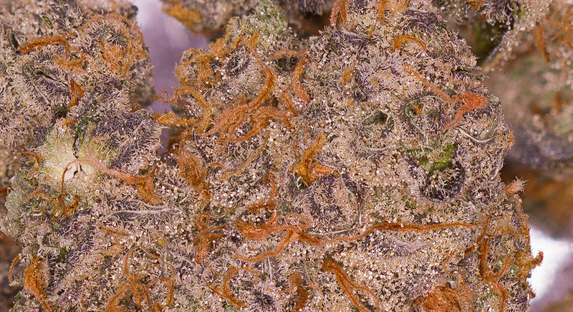 Where to Find California's Most Elite Cannabis Strains