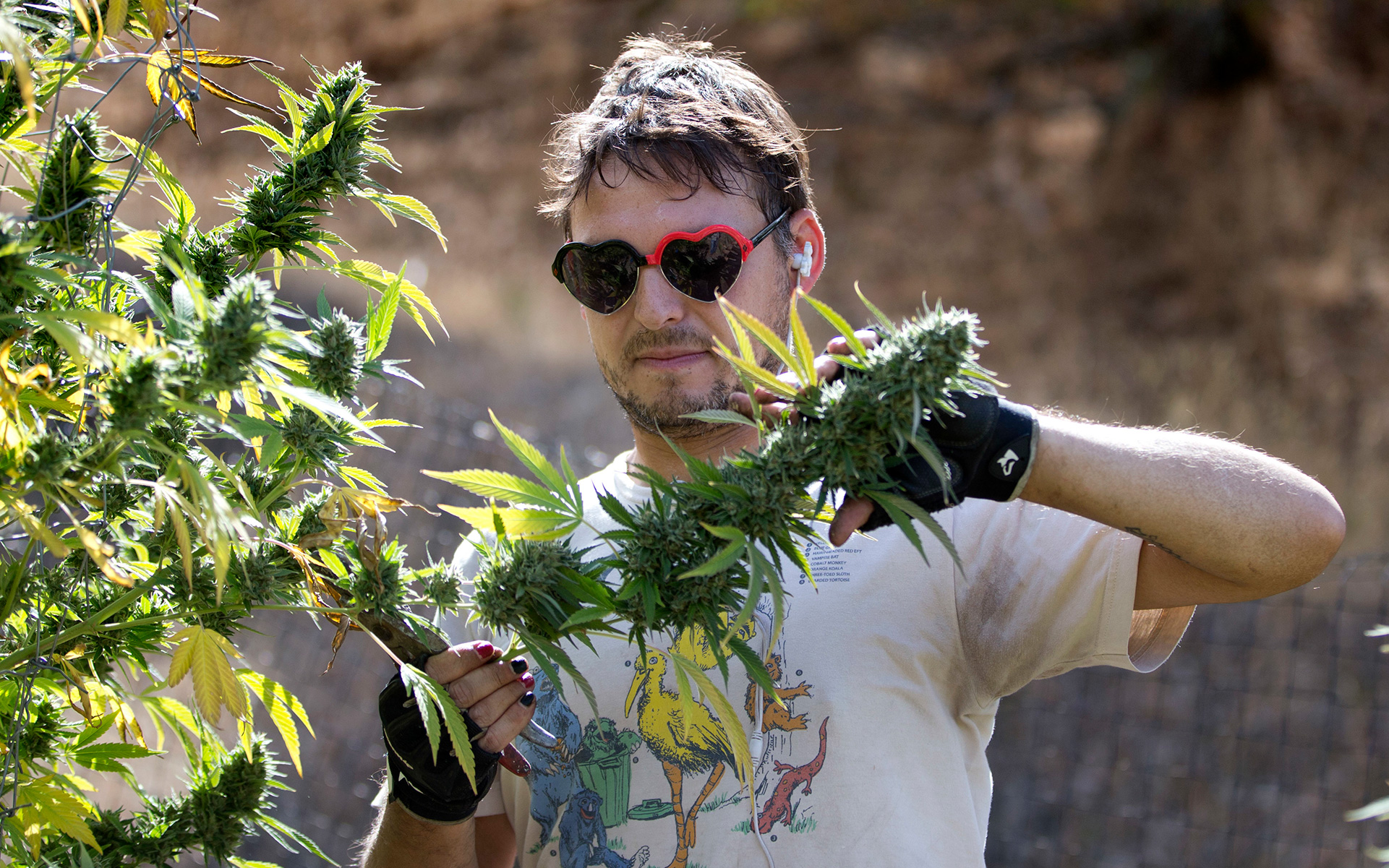 Where to Find Authentic Humboldt Cannabis Leafly