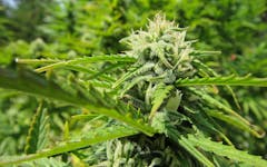 Cannabis is flowering in the fields and the NFL returns for some of the old ultra-violence in this weeks Hit This. (David Downs/Leafly)