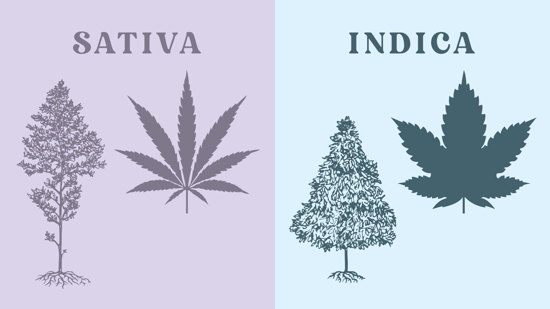 Indica vs. sativa: What's the difference? image