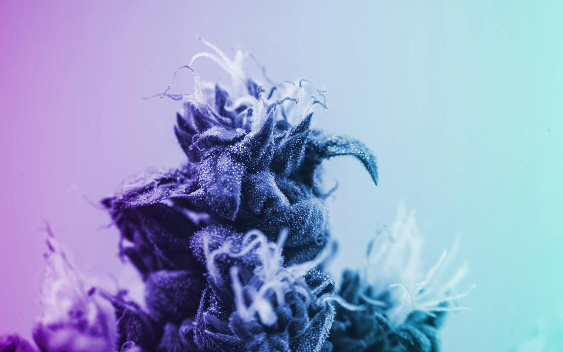 8 Rare Cannabis Strains That Are Worth the Search Leafly