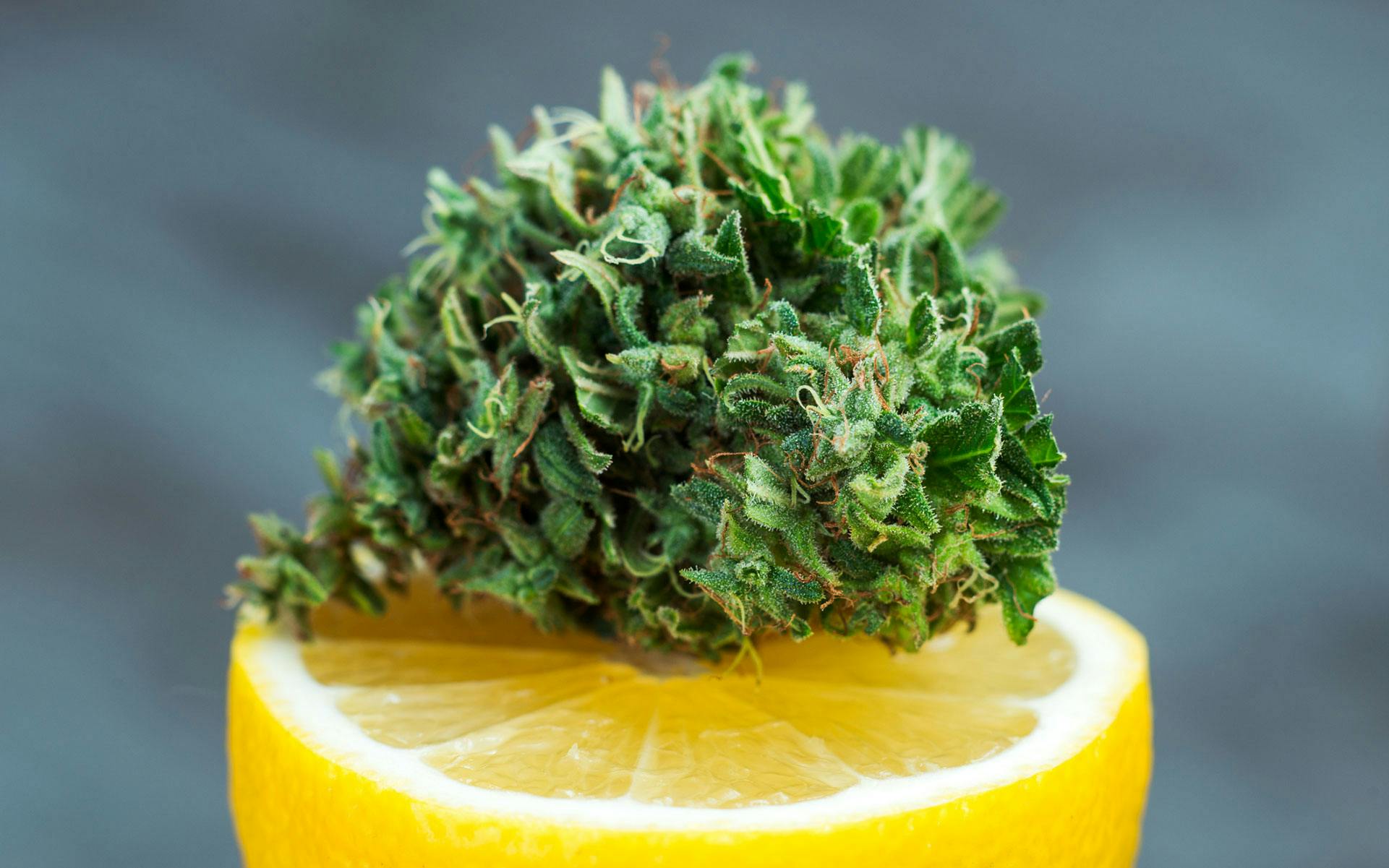 High-limonene strains for anxiety relief image