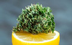 cannabis strains high in limonene, terpenes, marijuana, cannabis