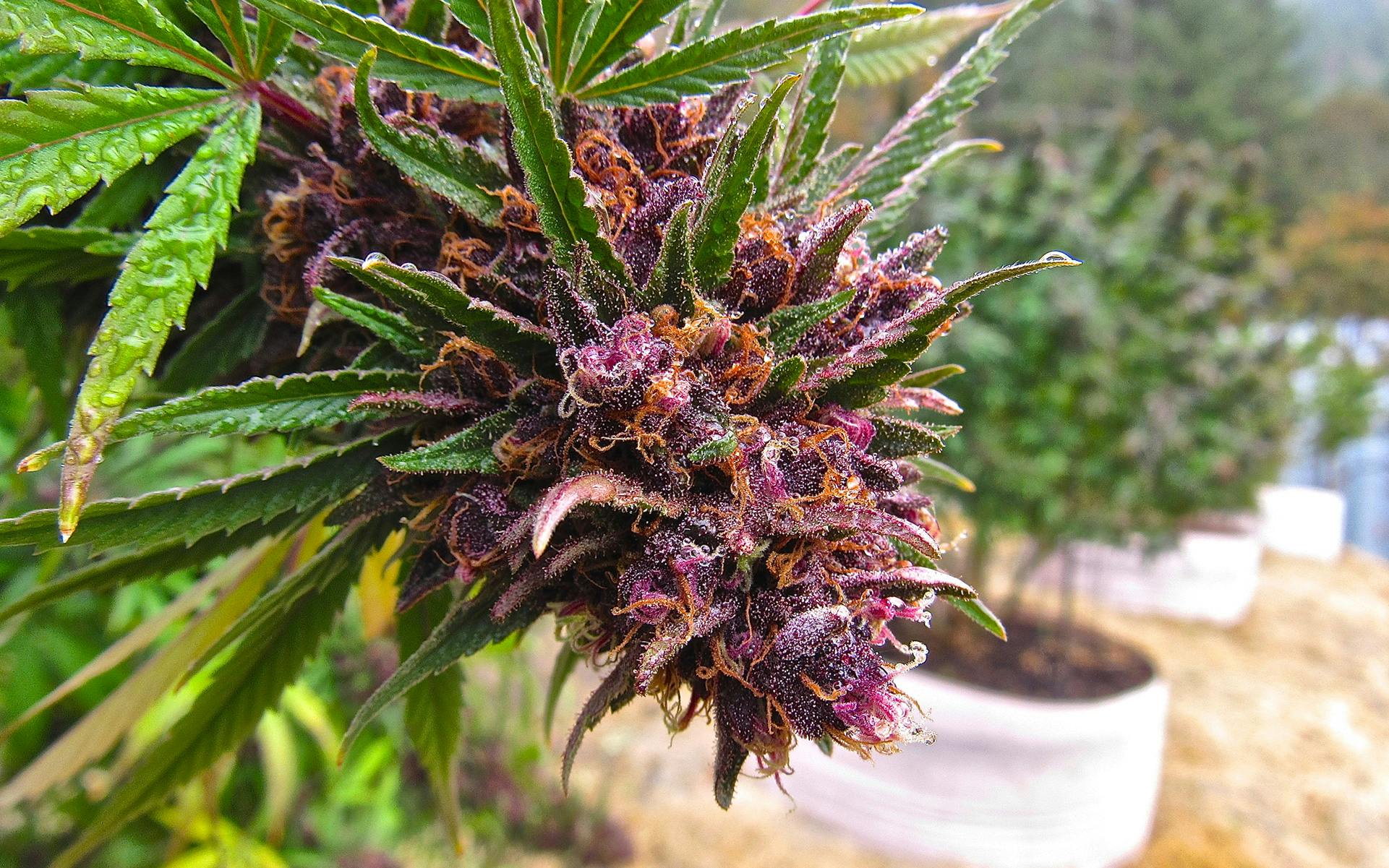 Beyond THC: It's time to appreciate terpenes image