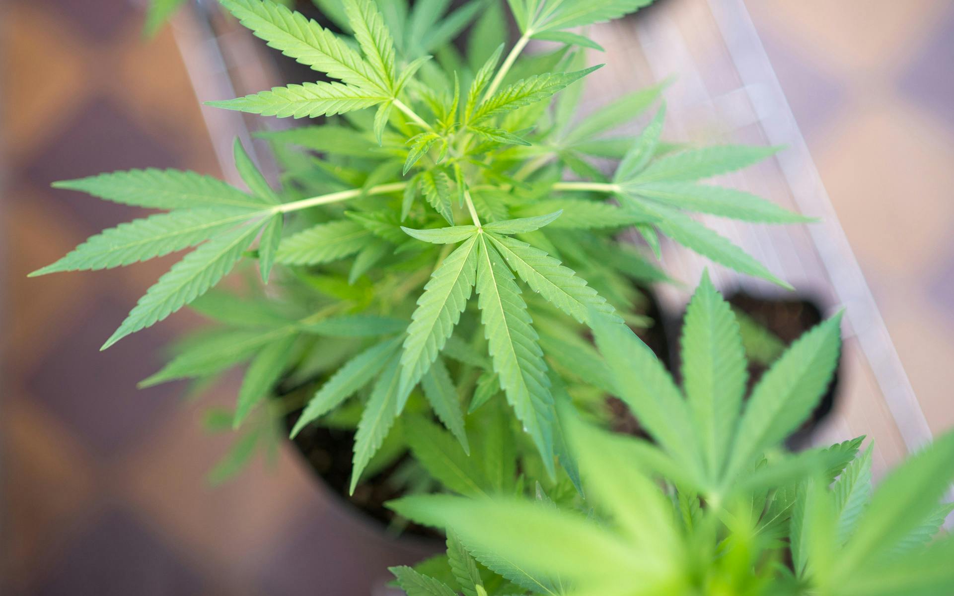 DEA Says It Will Finally Let Others Grow Research-Grade Cannabis image