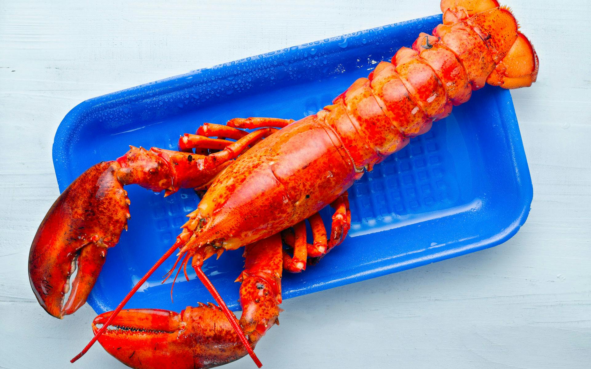 The Roll-Up #52: Do Lobsters Get High? image