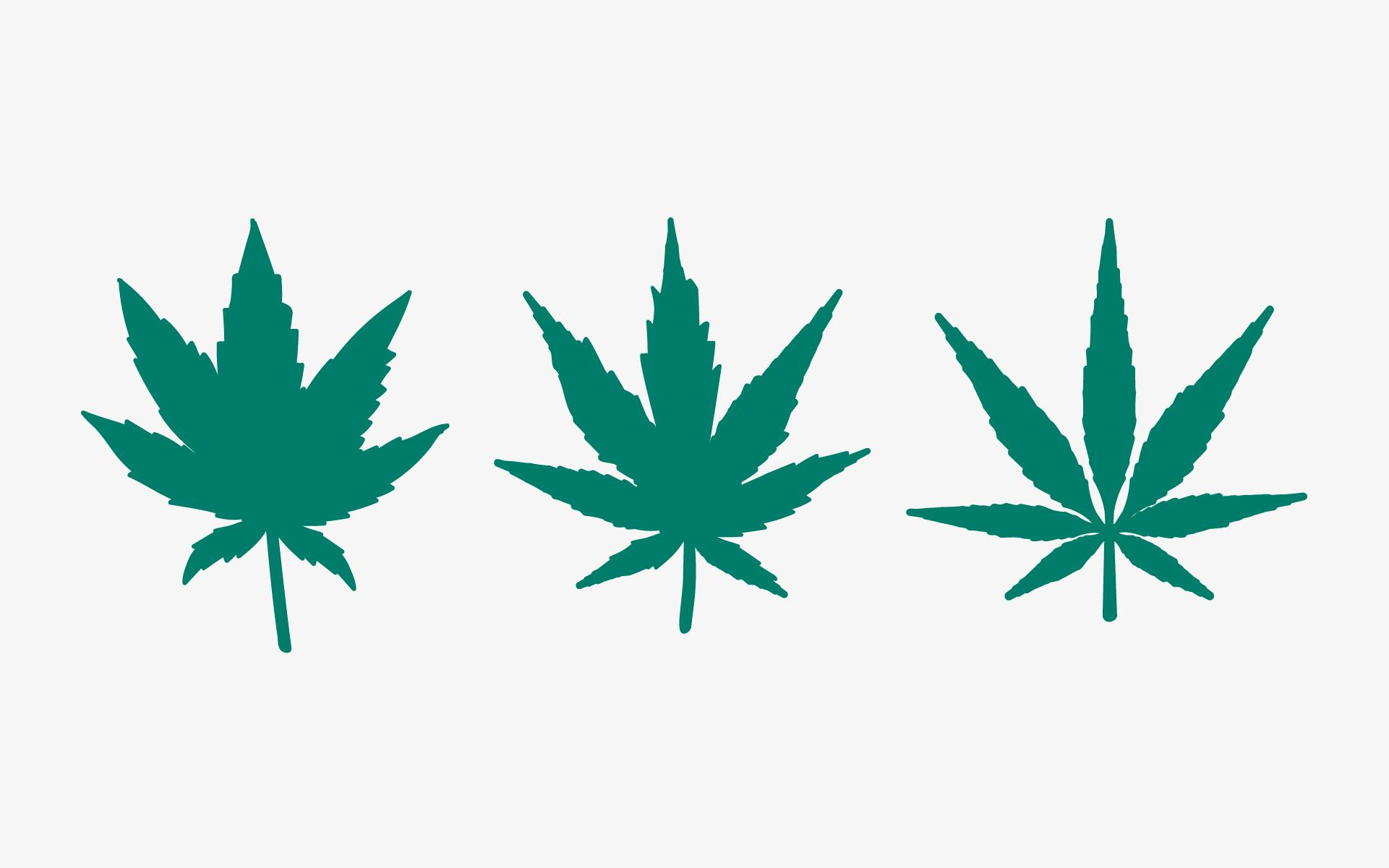 Indica vs. sativa vs. hybrid: What's the difference? image