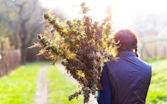 Marijuana Harvest Season Arrives in America — Happy #Croptober! (CasarsaGuru/iStock)