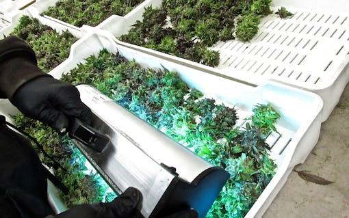 Americans consume about 6,000 tons of cannabis yearly.