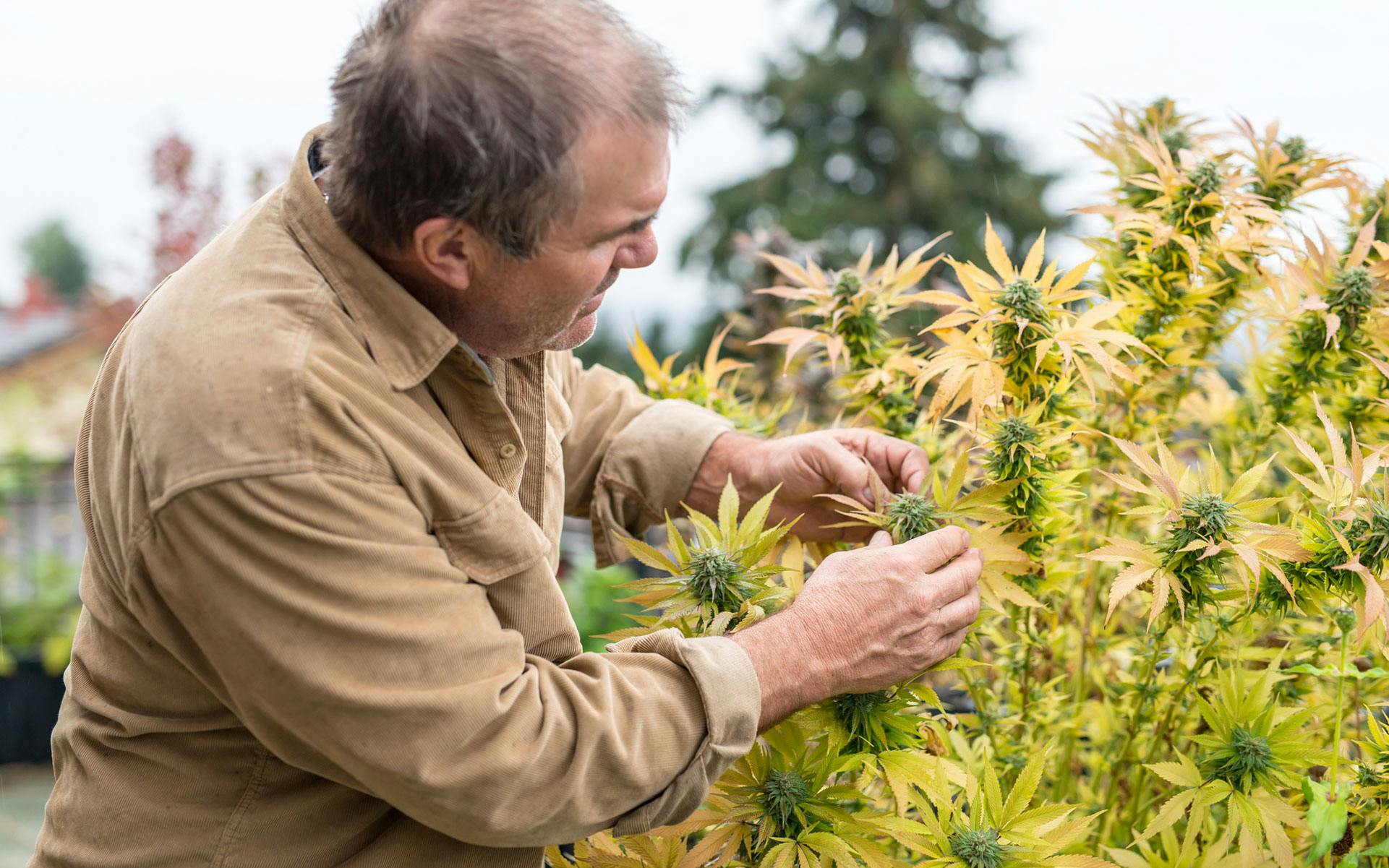 Cannabis Harvest in Photos: The 31 Days of #Croptober | Leafly