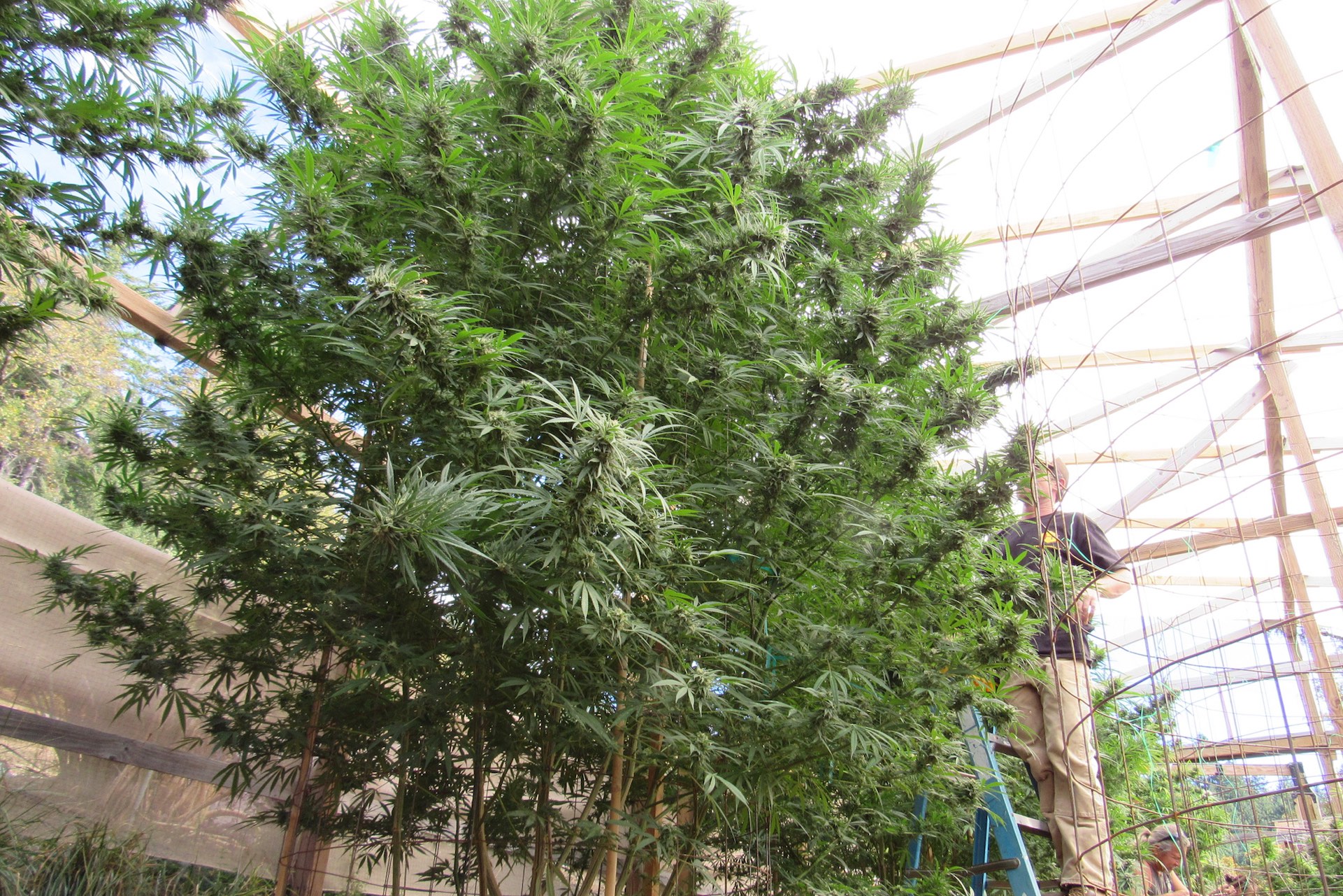 Indoor grow trees marijuwanna plants tallest