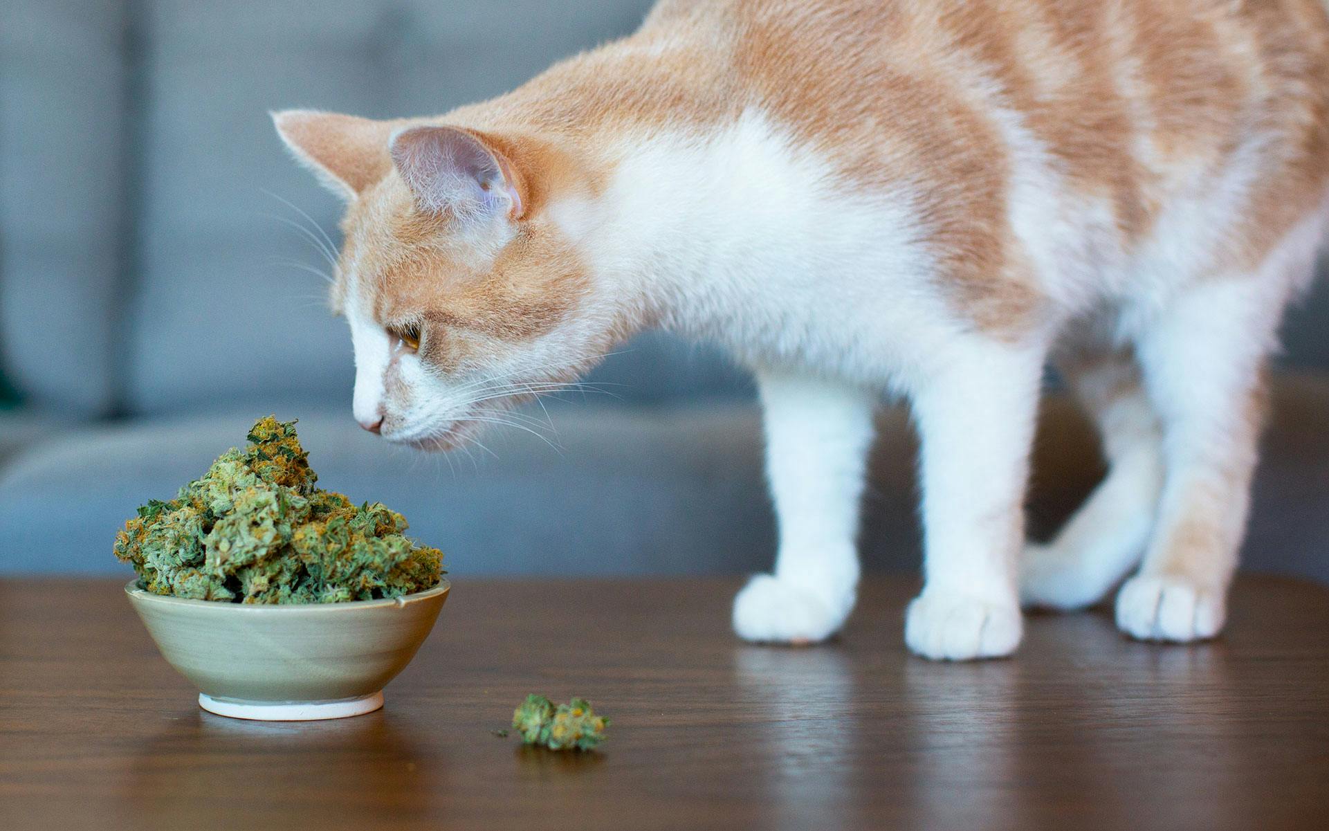 The science of CBD and cannabis for cats & dogs image