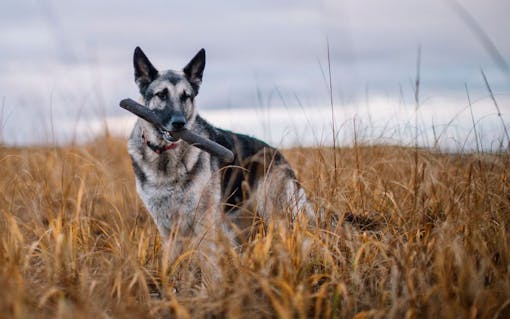 CBD for dogs and cats: getting the right dose of CBD for your dog