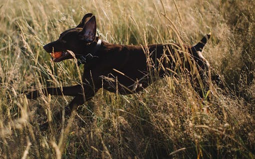 CBD for dogs and cats: cbd for dogs with arthritis