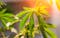 Growing marijuana outdoors in washington