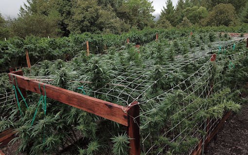 This year's crop faces unprecedented testing.