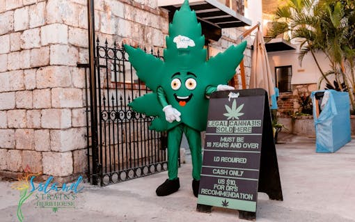 Dispensaries for marijuana in the Caribbean: Island Strains Herb House in Jamaica