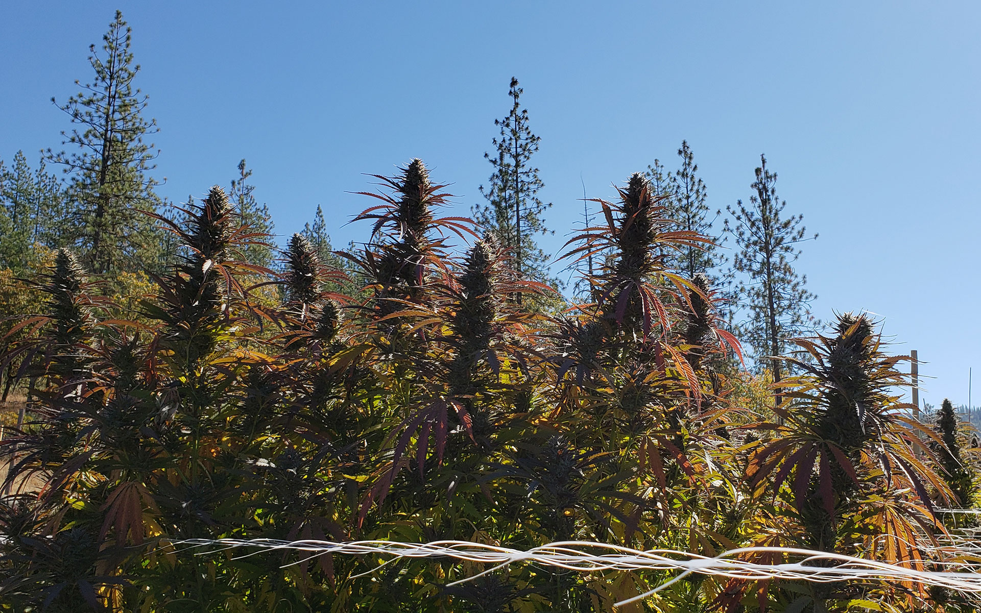 weed farm tour oregon