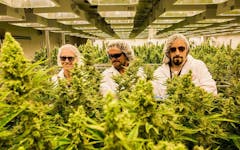 tragically hip celebrities cannabis