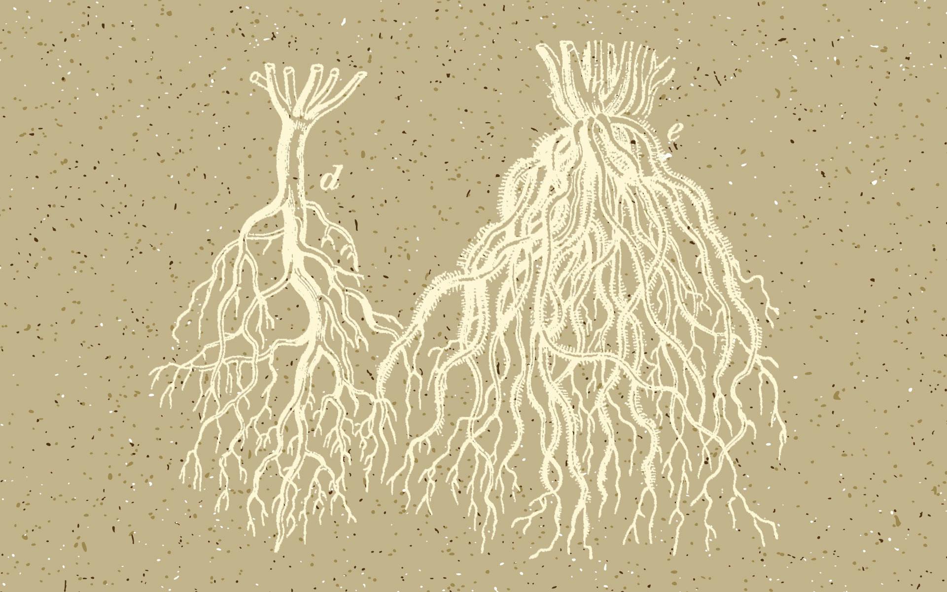 A Homegrower’s Guide to Healthy Cannabis Roots image