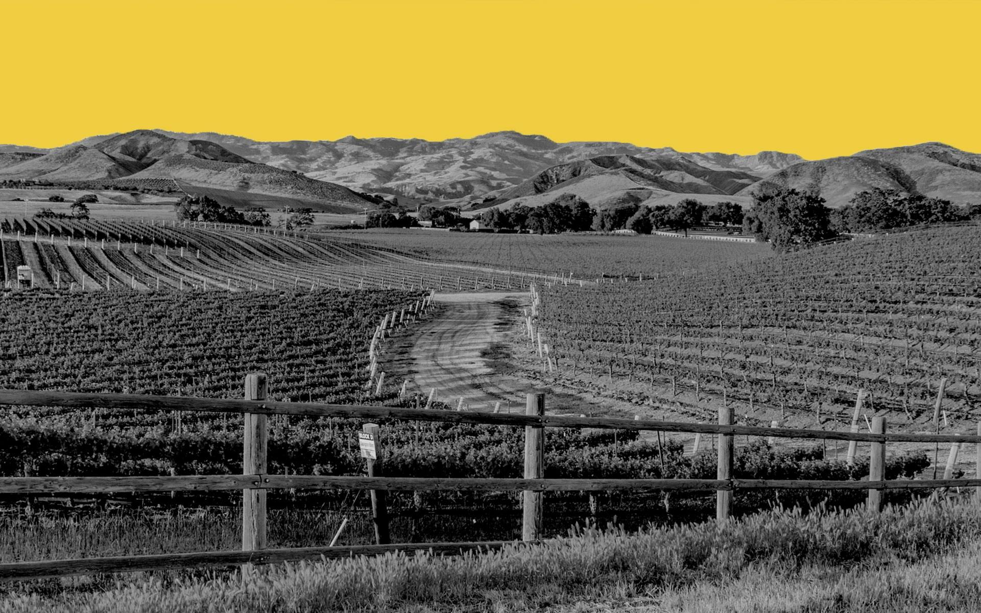 Why Santa Barbara's Wine Country Embraced Cannabis Farms image